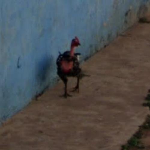 Learn about jugar chicken road Learn about jugar chicken road